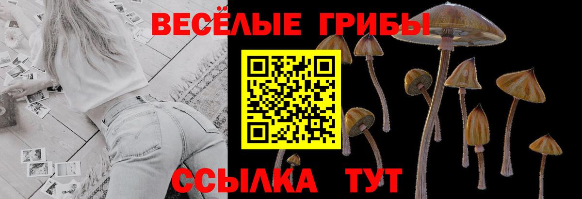Псилоцибиновые грибы Psilocybine cubensis Новороссийск